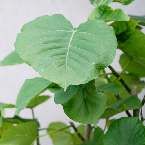 一点もの 大きなハートの葉 端正に育てられたフィカス ウンベラータ 青山フラワーマーケット公式 花屋 花 花束 フラワーギフト 通販
