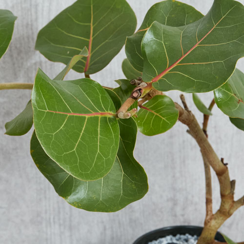 一点もの ブドウのような実をつけるシーグレープ 青山フラワーマーケット公式 花屋 花 花束 フラワーギフト 通販