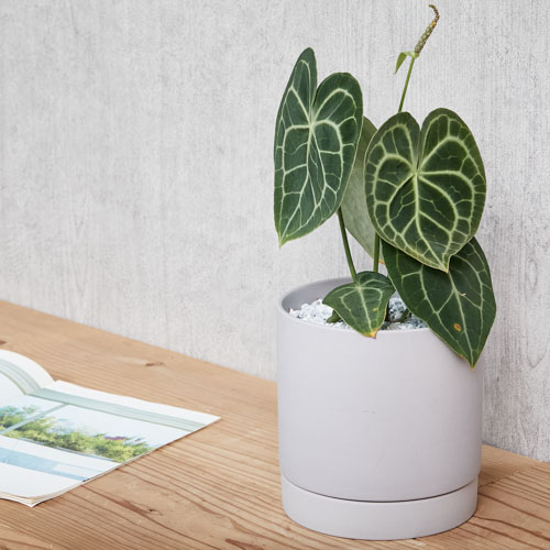 ビロードのような質感のアンスリウム クラリネルビウム 青山フラワーマーケット公式 花屋 花 花束 フラワーギフト 通販