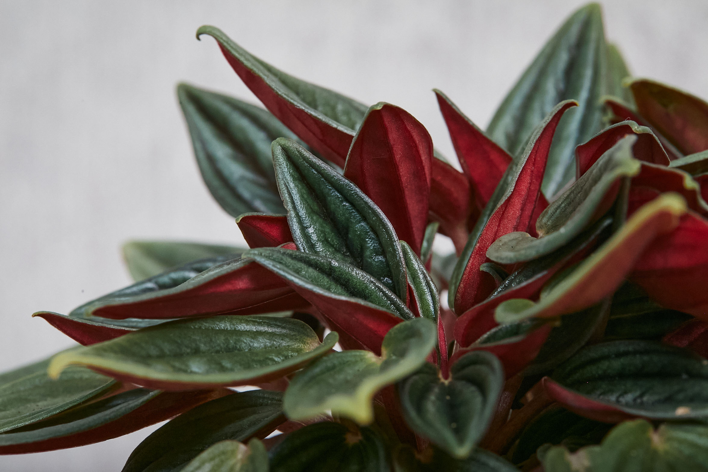 緑と赤のコントラストが美しいペペロミア ロッソ 青山フラワーマーケット公式 花屋 花 花束 フラワーギフト 通販