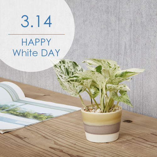 ホワイトデーのギフトに 白 グリーンのマーブルカラーのポトス マーブルクイーン 青山フラワーマーケット公式 花屋 花 花束 フラワーギフト 通販