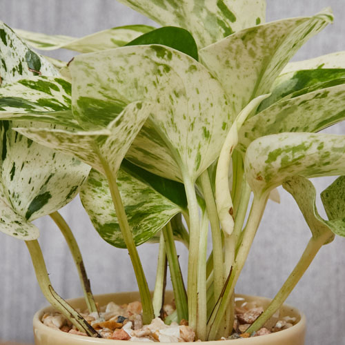 ホワイトデーのギフトに 白 グリーンのマーブルカラーのポトス マーブルクイーン 青山フラワーマーケット公式 花屋 花 花束 フラワーギフト 通販
