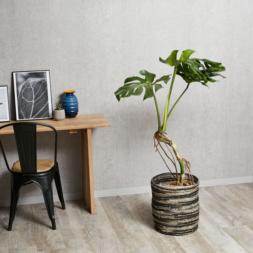 一点もの 佇む姿がシュールなモンステラ 青山フラワーマーケット公式 花屋 花 花束 フラワーギフト 通販