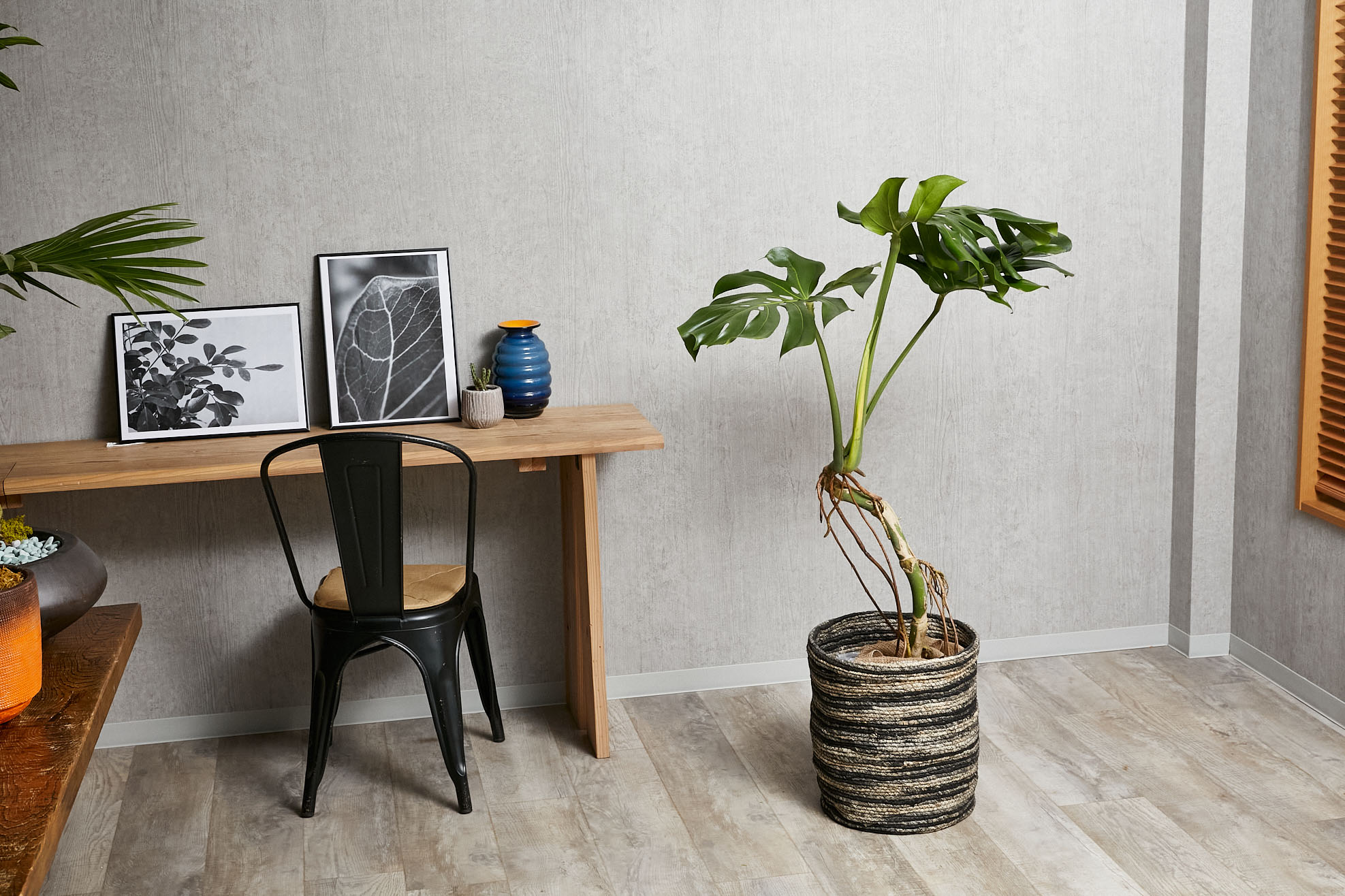 一点もの 佇む姿がシュールなモンステラ 青山フラワーマーケット公式 花屋 花 花束 フラワーギフト 通販