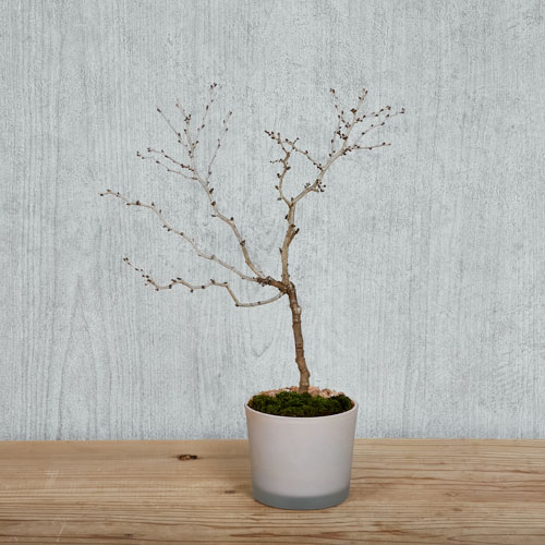 春限定 雲龍のような樹形が特徴の桜盆栽 湖上の舞 青山フラワーマーケット公式 花屋 花 花束 フラワーギフト 通販