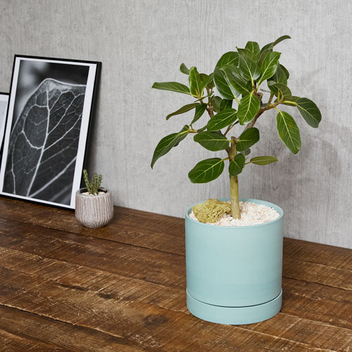 一点もの観葉植物 青山フラワーマーケット公式 花屋 花 花束 フラワーギフト 通販 一点もの観葉植物 青山フラワーマーケット公式 花屋 花 花束 フラワーギフト 通販