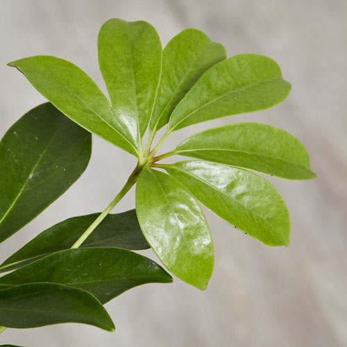 一点もの 力強い姿に生命力を感じるシェフレラ リサ 青山フラワーマーケット公式 花屋 花 花束 フラワーギフト 通販