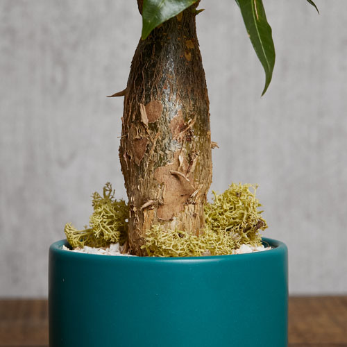 発財樹といわれるほど縁起のよいパキラ(Green) | 青山フラワー