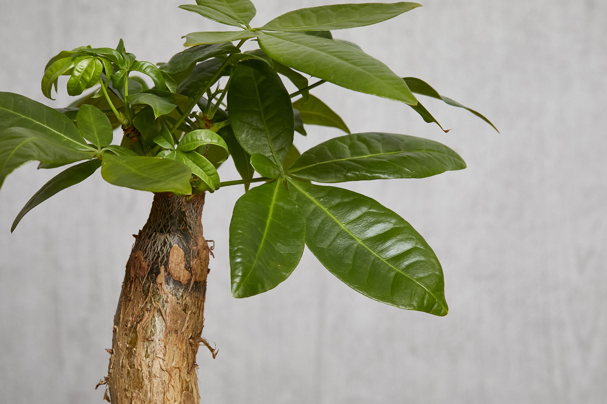 発財樹といわれるほど縁起のよいパキラ(Pink) | 青山フラワー