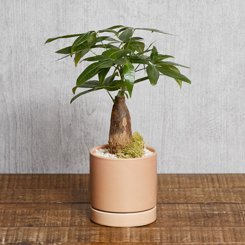 発財樹といわれるほど縁起のよいパキラ Pink 青山フラワーマーケット公式 花屋 花 花束 フラワーギフト 通販