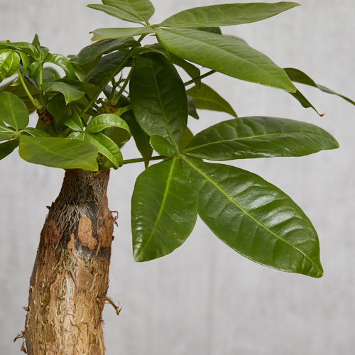 発財樹といわれるほど縁起のよいパキラ(Pink) | 青山フラワー