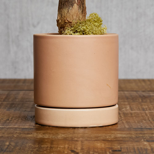 発財樹といわれるほど縁起のよいパキラ(Pink) | 青山フラワー