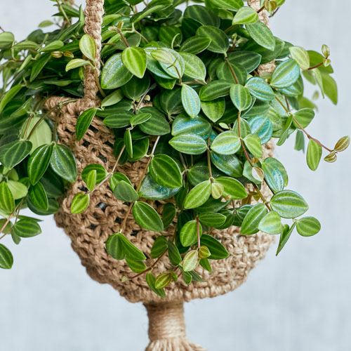 観葉植物 青山フラワーマーケット公式 花屋 花 花束 フラワーギフト 通販 観葉植物 青山フラワーマーケット公式 花屋 花 花束 フラワーギフト 通販