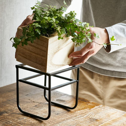 気軽に楽しめる観葉植物 青山フラワーマーケット 青山フラワーマーケット公式 花屋 花 花束 フラワーギフト 通販