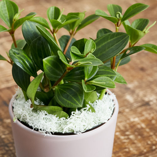 誕生日や特別な日のギフトにふさわしい植物 青山フラワーマーケット公式 花屋 花 花束 フラワーギフト 通販