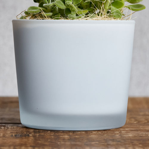 期間限定送料無料 さわやかな香りが心地よいアロマティカス 青山フラワーマーケット公式 花屋 花 花束 フラワーギフト 通販