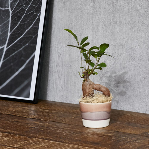 ミニサイズでも幹がしっかりとしたガジュマル Pink 青山フラワーマーケット公式 花屋 花 花束 フラワーギフト 通販