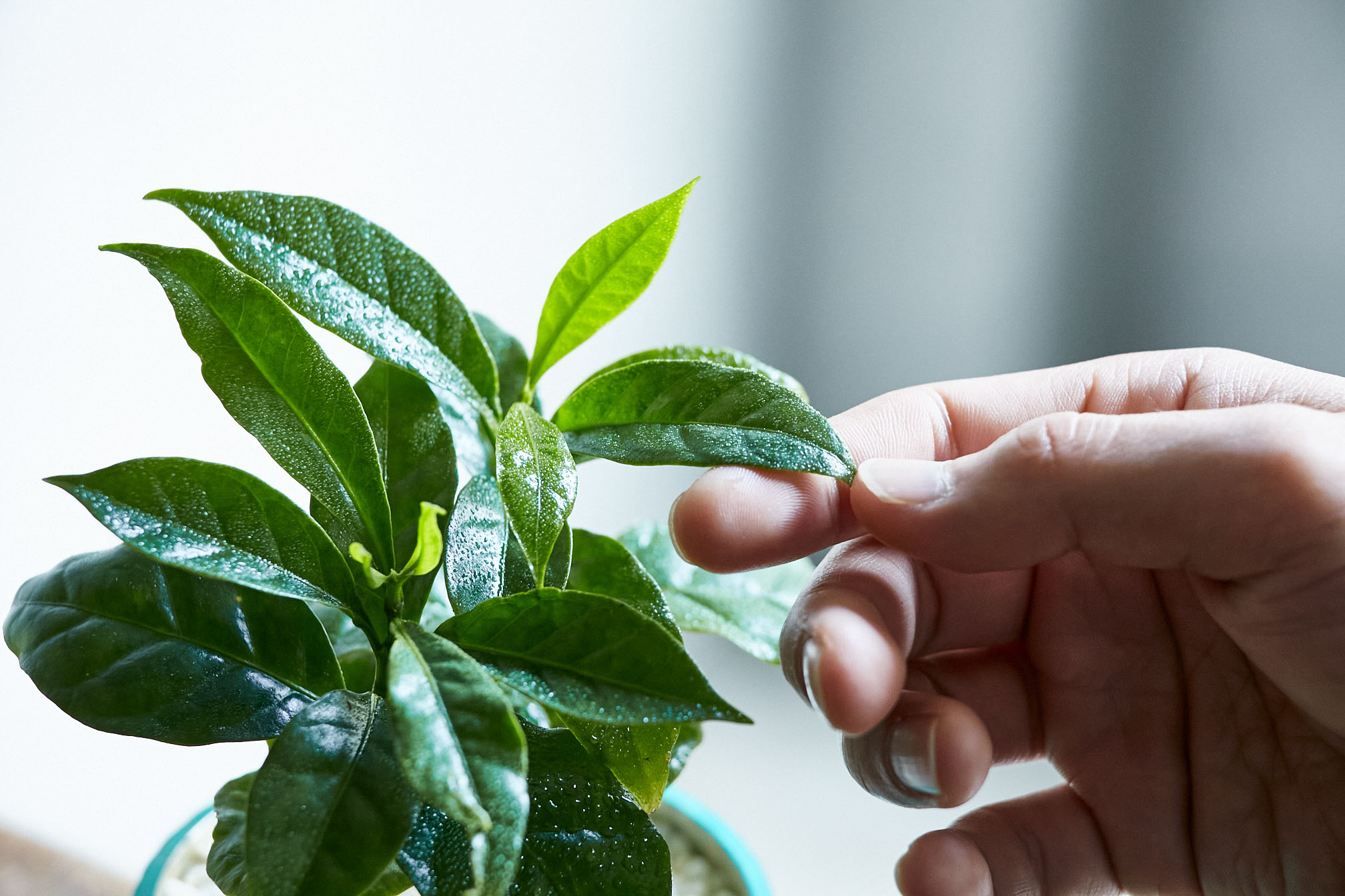 つやのある葉でお部屋を明るくするコーヒーの木 青山フラワーマーケット公式 花屋 花 花束 フラワーギフト 通販