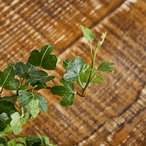 アヒルの足のような葉がキュート アイビー ダックフッド Blik 青山フラワーマーケット公式 花屋 花 花束 フラワーギフト 通販