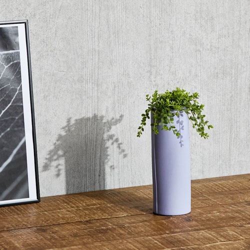 スタイリッシュなフォルムに仕上げたペペロミア デッピアナ Purple 青山フラワーマーケット公式 花屋 花 花束 フラワーギフト 通販