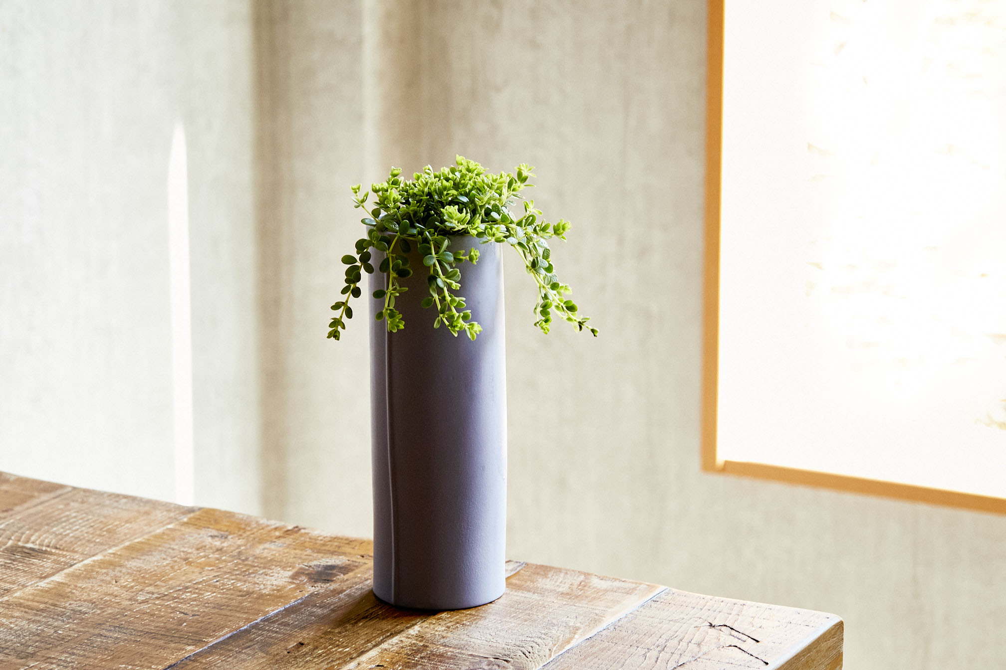 スタイリッシュなフォルムに仕上げたペペロミア デッピアナ Purple 青山フラワーマーケット公式 花屋 花 花束 フラワーギフト 通販