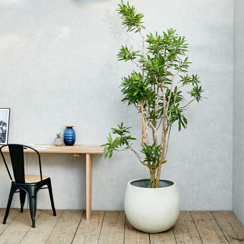 一点もの ホワイトの鉢に鮮やかな葉が映えるドラセナ ソングオブジャマイカ 青山フラワーマーケット公式 花屋 花 花束 フラワーギフト 通販