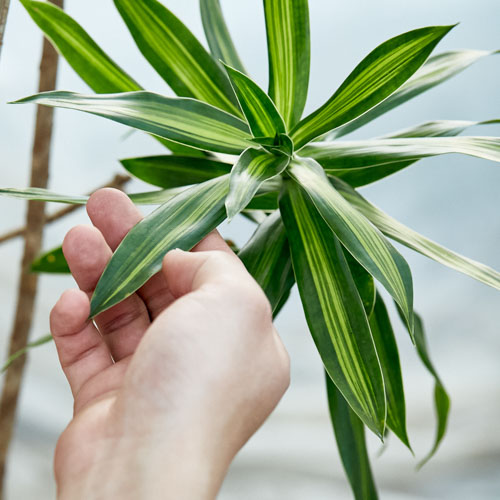 一点もの ホワイトの鉢に鮮やかな葉が映えるドラセナ ソングオブジャマイカ 青山フラワーマーケット公式 花屋 花 花束 フラワーギフト 通販