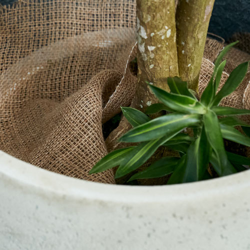 【一点もの】ホワイトの鉢に鮮やかな葉が映えるドラセナ・ソングオブジャマイカ