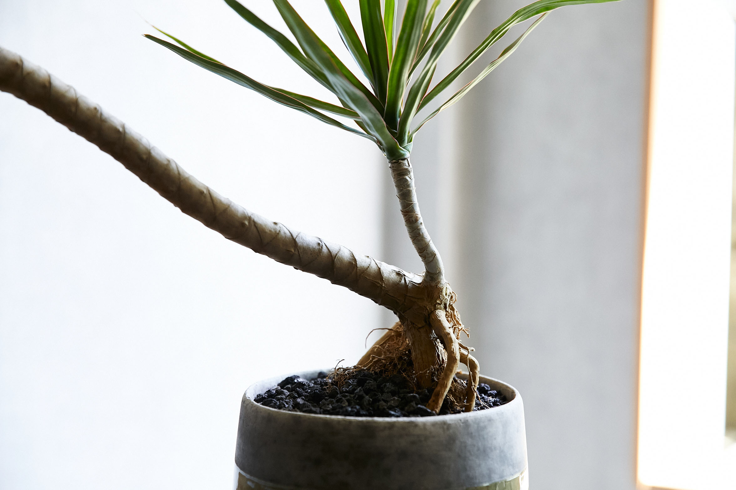 一点もの 表情が美しい器に植え込んだドラセナ コンシンネ 青山フラワーマーケット公式 花屋 花 花束 フラワーギフト 通販 一点もの 表情が美しい器に植え込んだドラセナ コンシンネ 青山フラワーマーケット公式 花屋 花 花束 フラワーギフト 通販