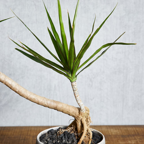 一点もの 表情が美しい器に植え込んだドラセナ コンシンネ 青山フラワーマーケット公式 花屋 花 花束 フラワーギフト 通販 一点もの 表情が美しい器に植え込んだドラセナ コンシンネ 青山フラワーマーケット公式 花屋 花 花束 フラワーギフト 通販