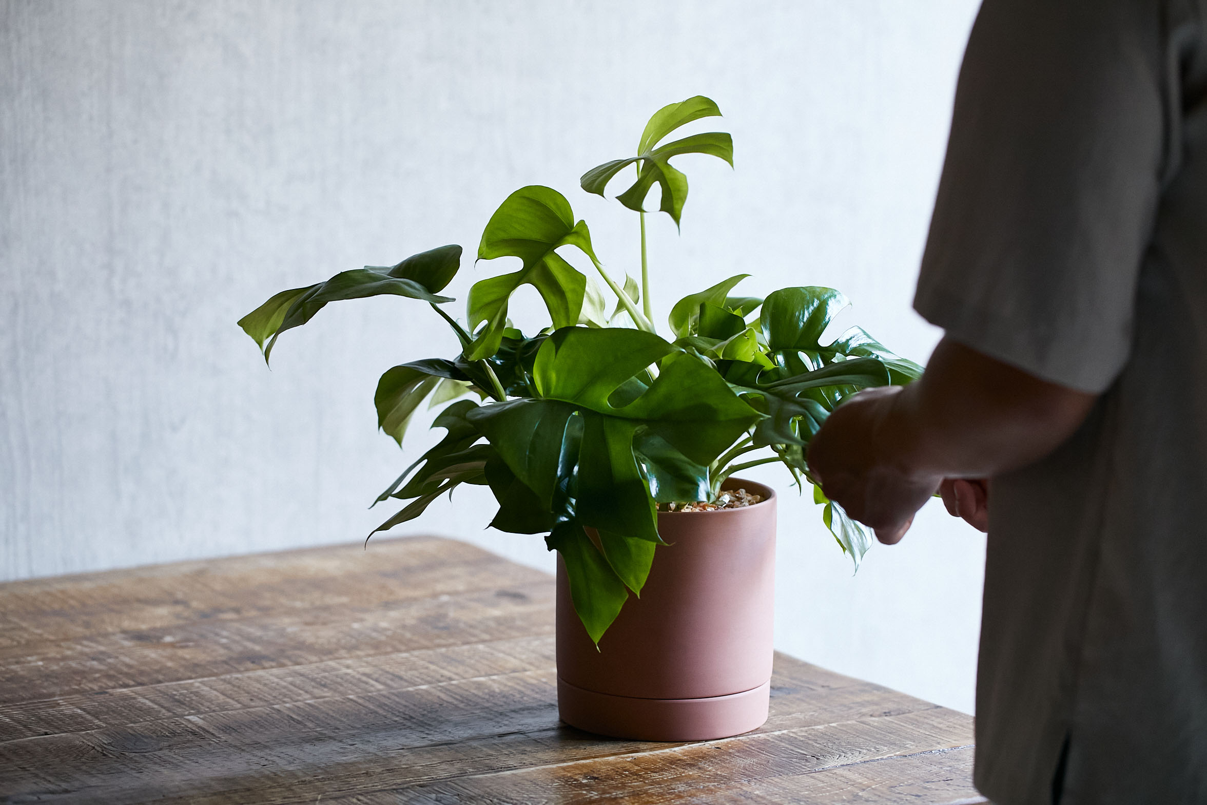 グリーンの葉 ピンクの鉢がキュートなヒメモンステラ 青山フラワーマーケット公式 花屋 花 花束 フラワーギフト 通販