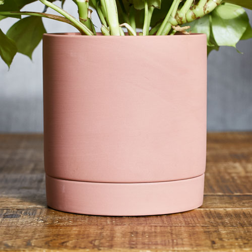 グリーンの葉 ピンクの鉢がキュートなヒメモンステラ 青山フラワーマーケット公式 花屋 花 花束 フラワーギフト 通販