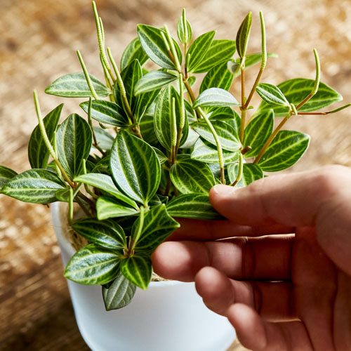 観葉植物 青山フラワーマーケット公式 花屋 花 花束 フラワーギフト 通販