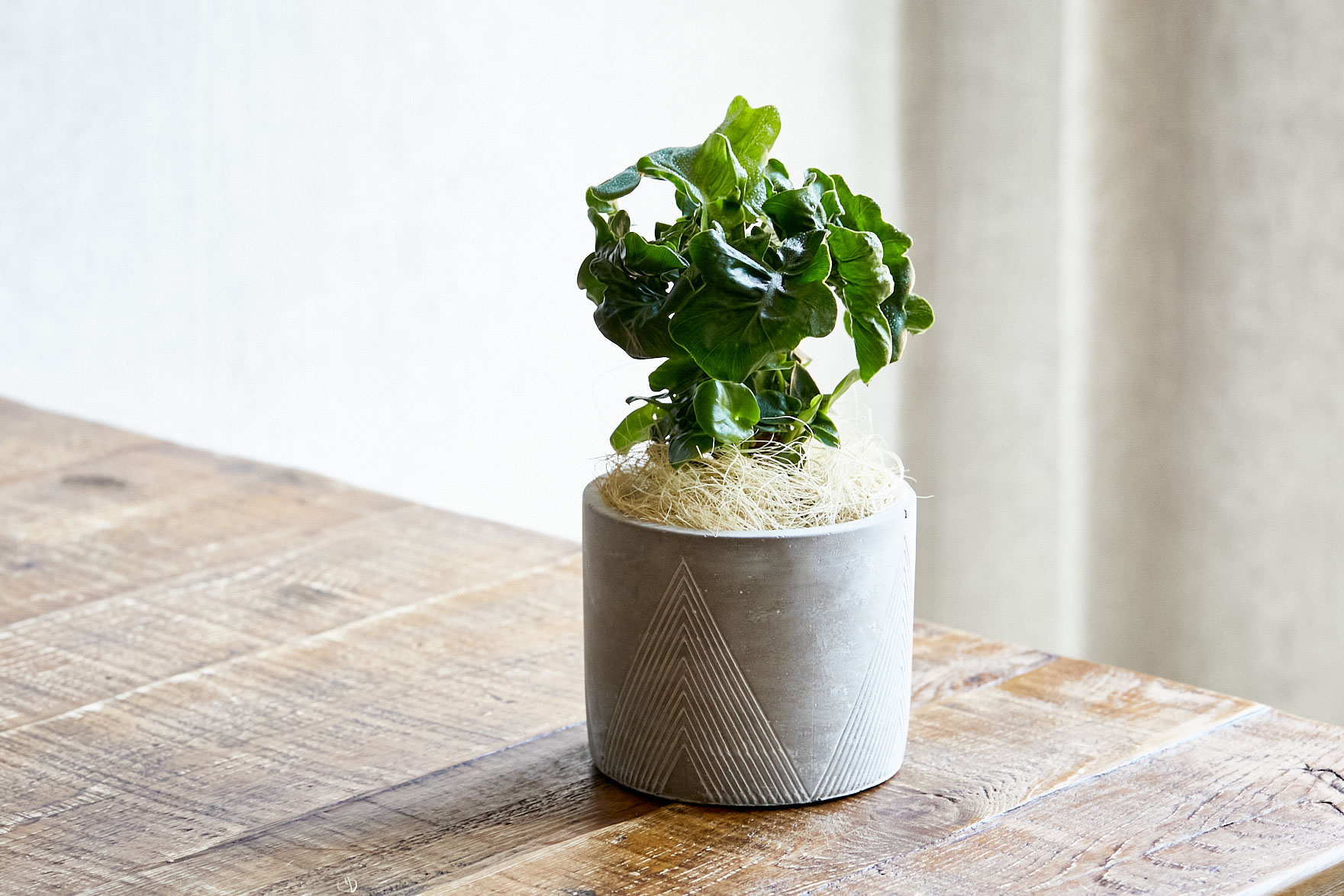 愛の木 と言われるセローム スーパーアトム Black 青山フラワーマーケット公式 花屋 花 花束 フラワーギフト 通販