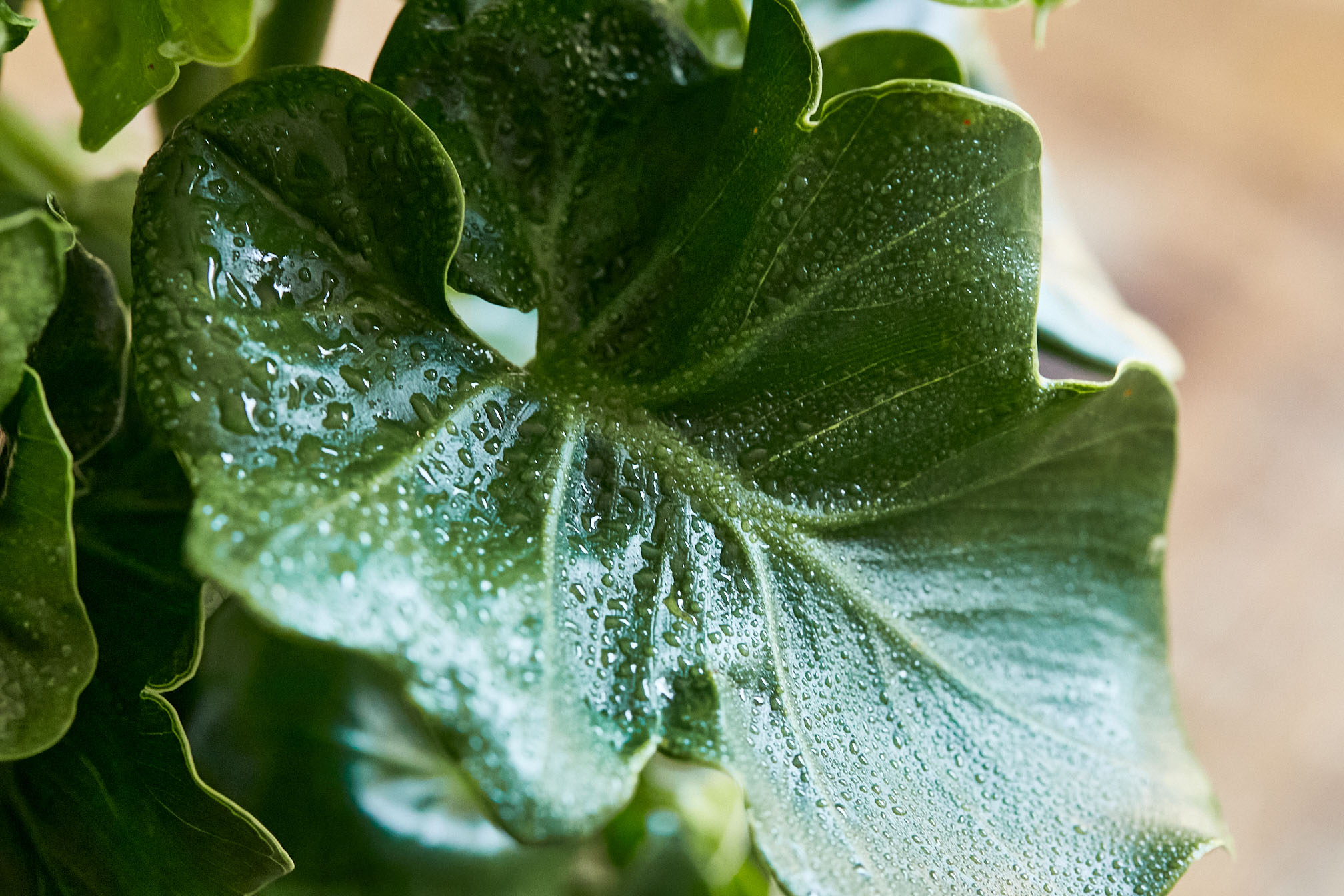 愛の木 と言われるセローム スーパーアトム White 青山フラワーマーケット公式 花屋 花 花束 フラワーギフト 通販
