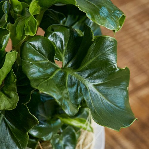 愛の木 と言われるセローム スーパーアトム White 青山フラワーマーケット公式 花屋 花 花束 フラワーギフト 通販