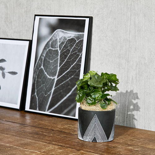 愛の木 と言われるセローム スーパーアトム Black 青山フラワーマーケット公式 花屋 花 花束 フラワーギフト 通販