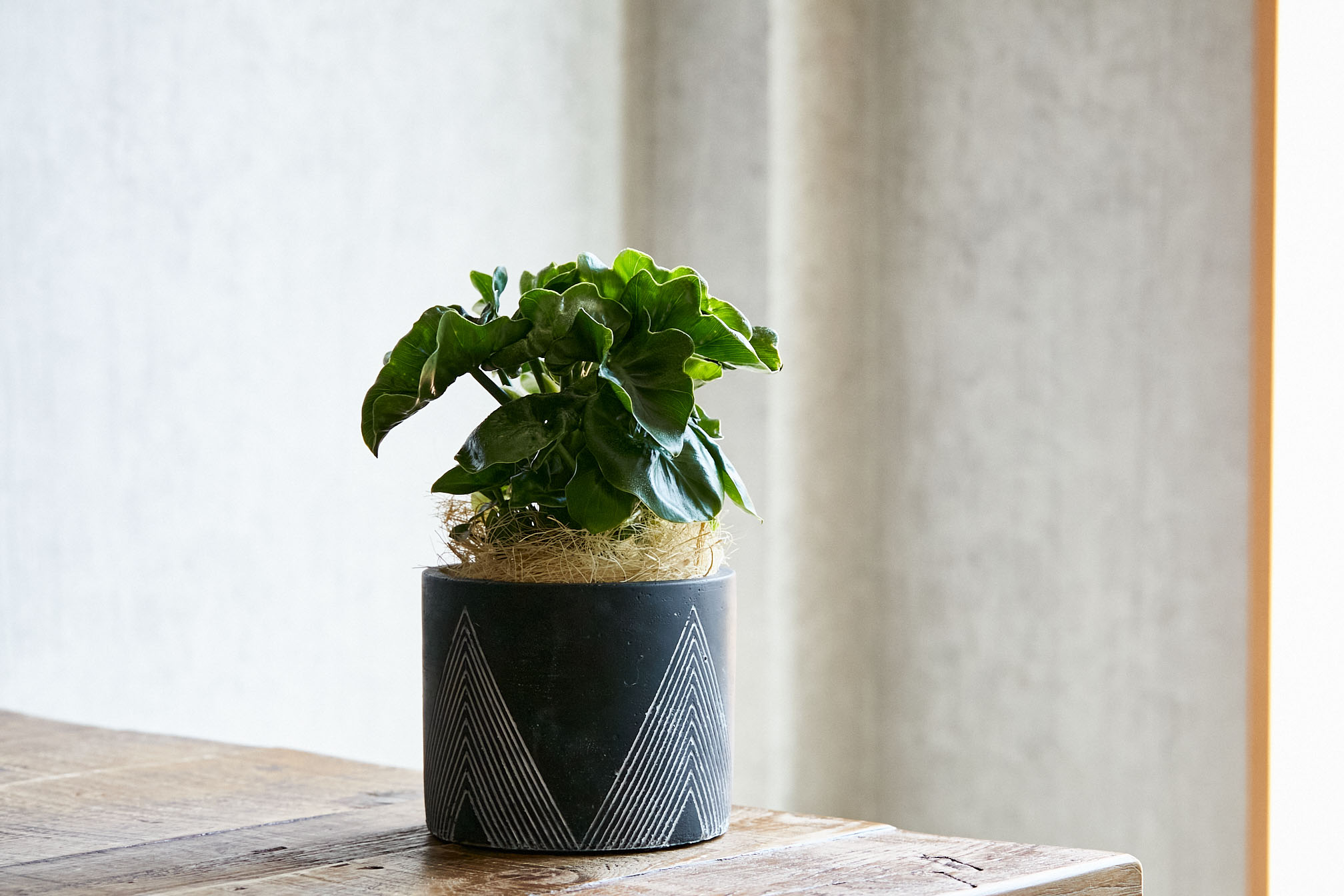 愛の木 と言われるセローム スーパーアトム White 青山フラワーマーケット公式 花屋 花 花束 フラワーギフト 通販