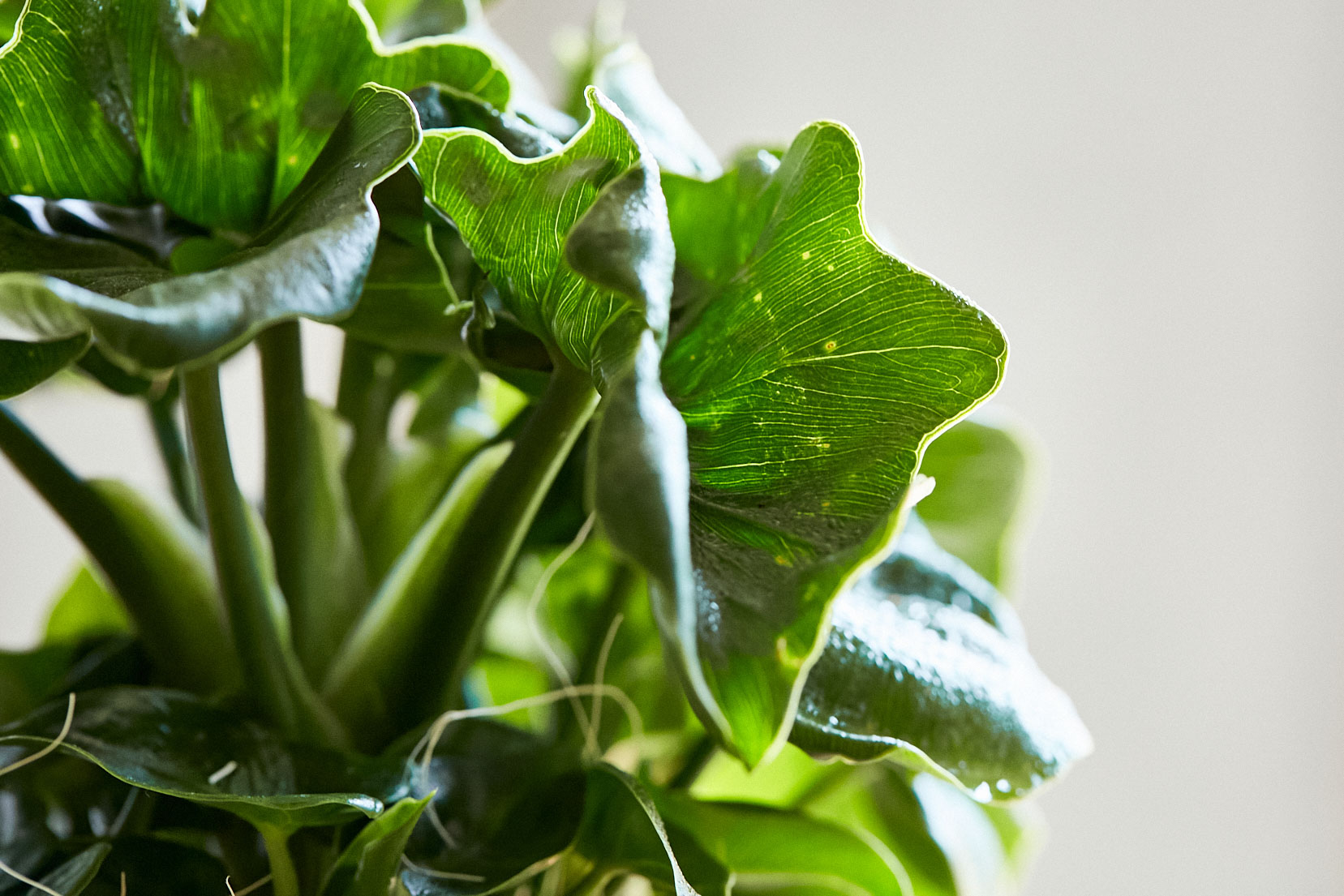 愛の木 と言われるセローム スーパーアトム Black 青山フラワーマーケット公式 花屋 花 花束 フラワーギフト 通販