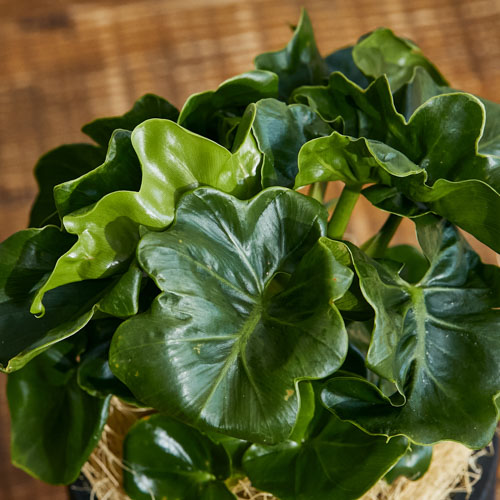 愛の木 と言われるセローム スーパーアトム Black 青山フラワーマーケット公式 花屋 花 花束 フラワーギフト 通販