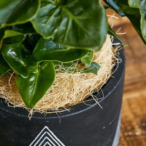 愛の木 と言われるセローム スーパーアトム Black 青山フラワーマーケット公式 花屋 花 花束 フラワーギフト 通販