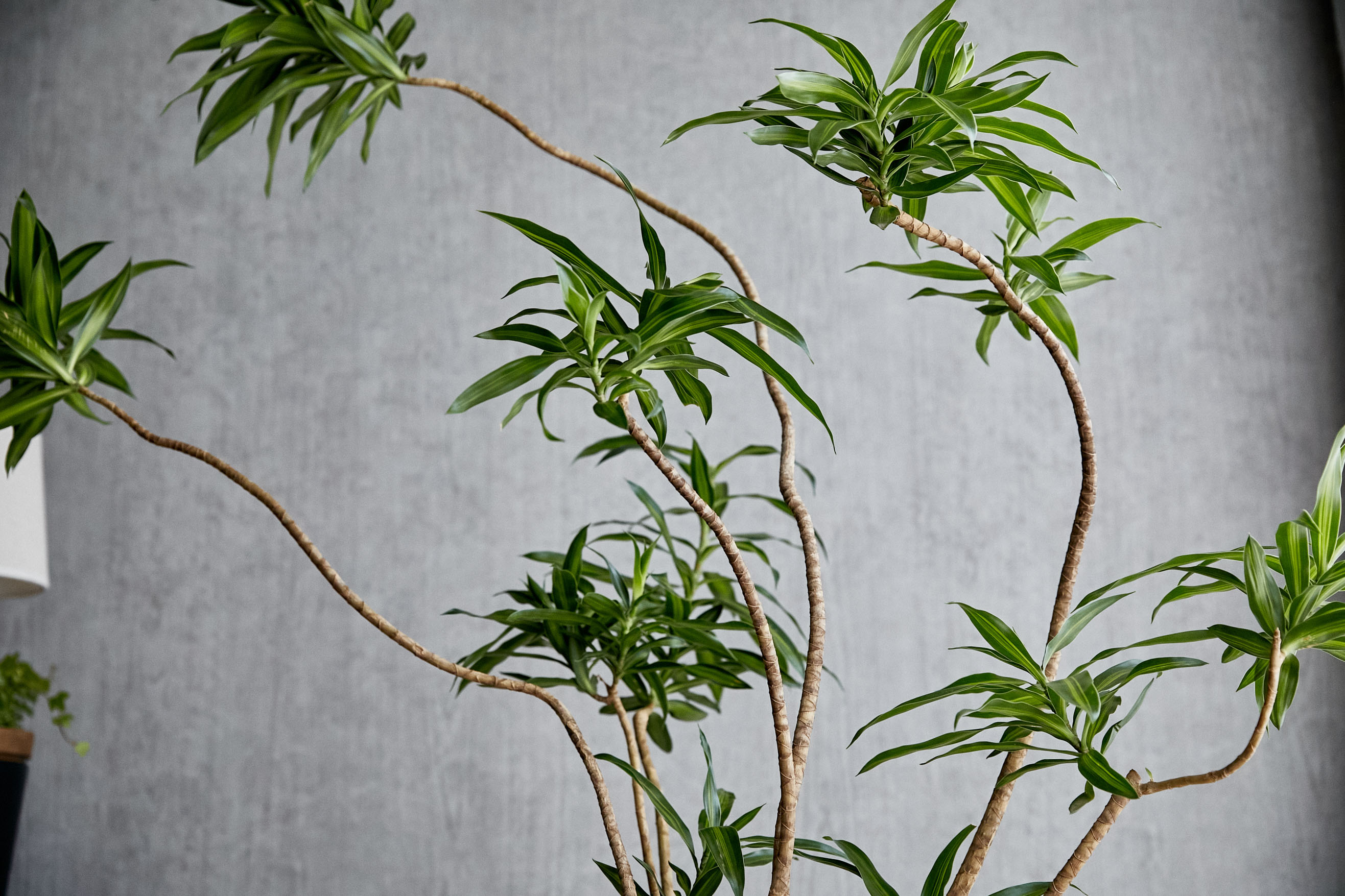 造花 屋外対応 ドラセナ プランター W アレンジメント