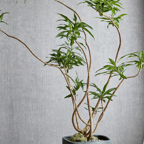 一点もの グラフィカルなプランターでリゾート気分のドラセナ ソングオブジャマイカ 青山フラワーマーケット公式 花屋 花 花束 フラワーギフト 通販