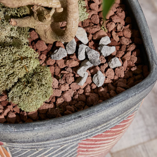 一点もの グラフィカルなプランターでリゾート気分のドラセナ ソングオブジャマイカ 青山フラワーマーケット公式 花屋 花 花束 フラワーギフト 通販