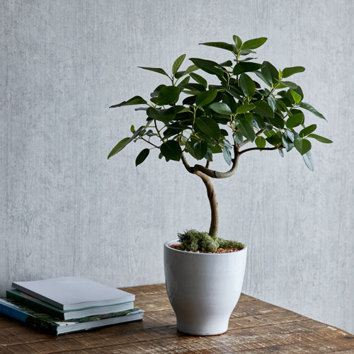 日陰でもがんばる植物 青山フラワーマーケット公式 花屋 花 花束 フラワーギフト 通販