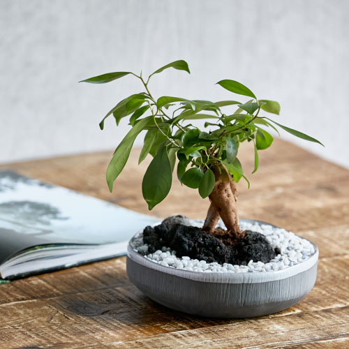 日陰でもがんばる植物 青山フラワーマーケット公式 花屋 花 花束 フラワーギフト 通販