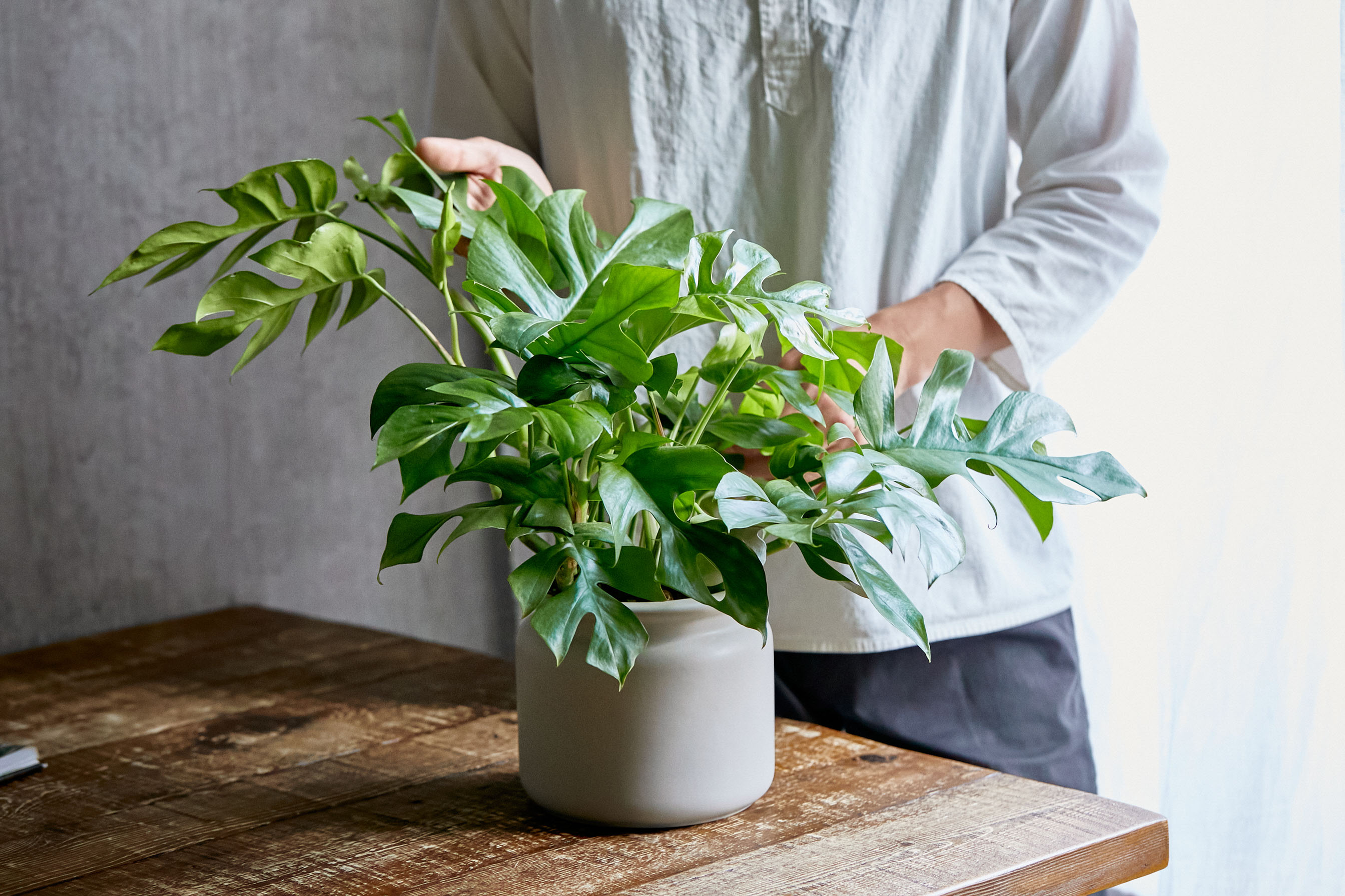 北欧デザインの器に植え込んだヒメモンステラ | 青山フラワー