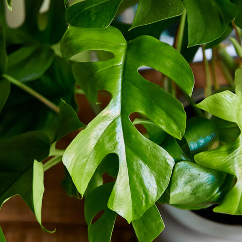 北欧デザインの器に植え込んだヒメモンステラ | 青山フラワー