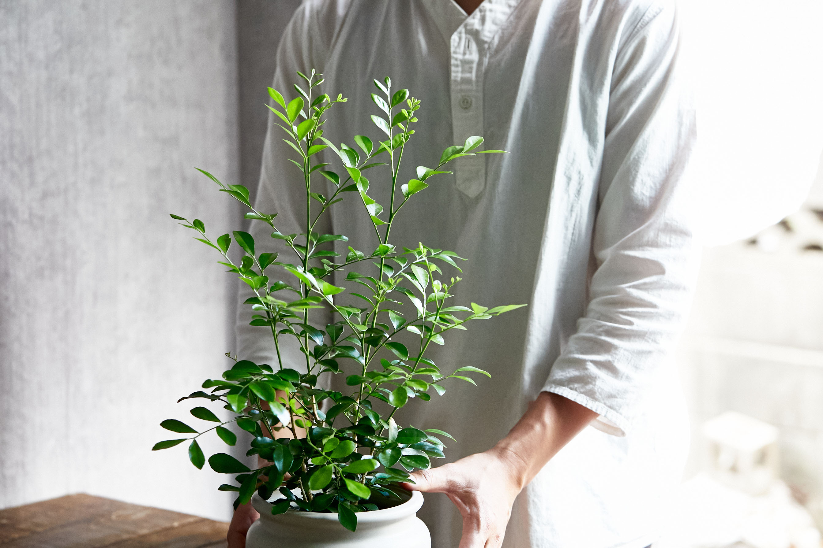 爽やかなグリーンが北欧デザインの器に映えるゲッキツ 青山フラワーマーケット公式 花屋 花 花束 フラワーギフト 通販