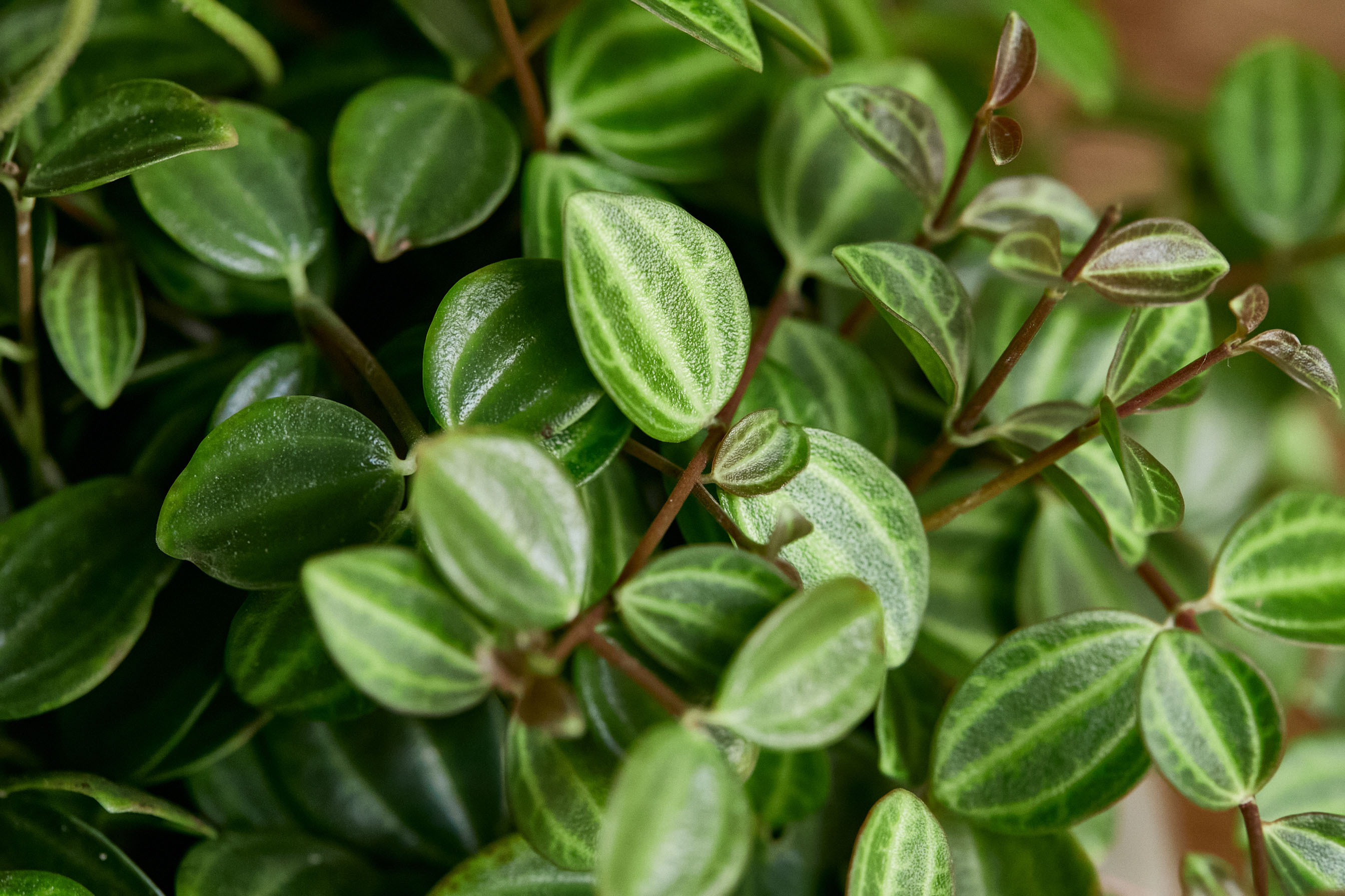 落ち着いた色彩の器に緑の葉が映えるペペロミア アングラータ 青山フラワーマーケット公式 花屋 花 花束 フラワーギフト 通販